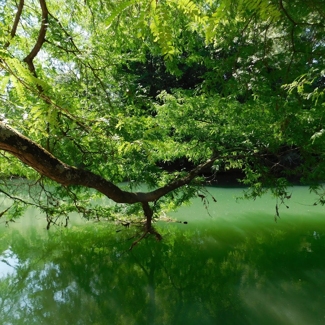 Bords de Marne à Champigny-sur-Marne 1